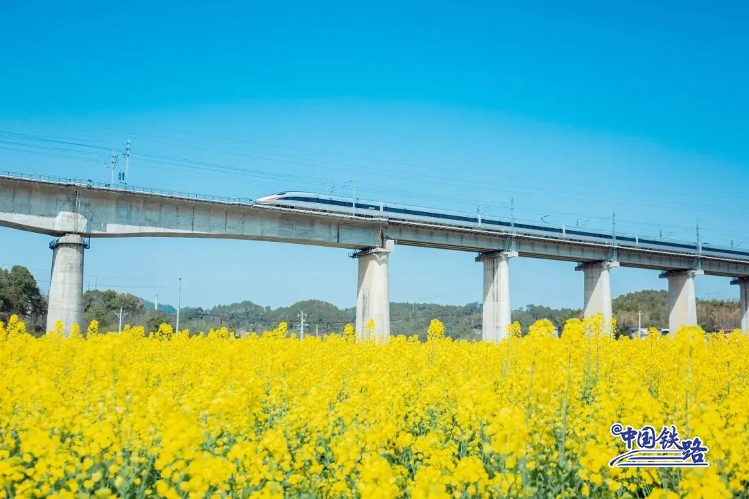 隆回県の菜の花畑を走り抜く衡柳線（衡陽-柳州）の高速列車。（撮影・周鑫）