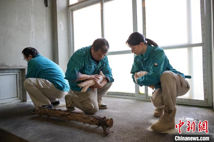 12月4日、日本から返還されたトキを北京動物園の飼育施設に移す飼育員(写真提供・北京動物園)。