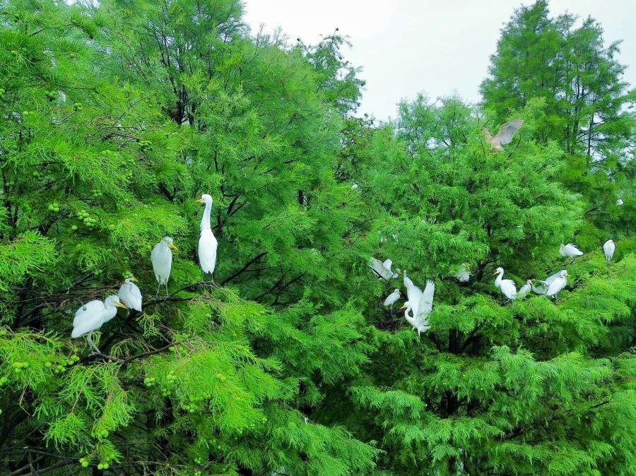 2026年6月24日，一场雨过后，合肥市庐江县柯坦镇城池村大汉塘水雾氤氲，白鹭、牛背鹭、苍鹭盘旋归林。通讯员 行治和 摄（安徽图片网供图）