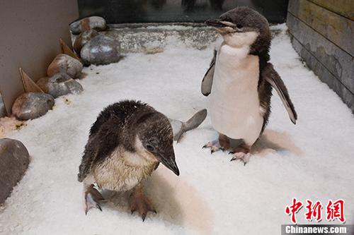 東北地方で初となるヒゲペンギンの人工繁殖に成功　大連