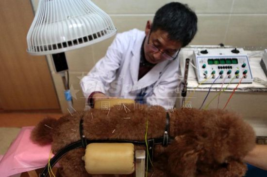 ペット鍼灸が一種のトレンドに　北京市