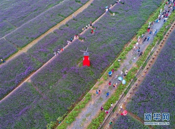 「紫色の花の海」の様相呈する満開のクマツヅラ　杭州市